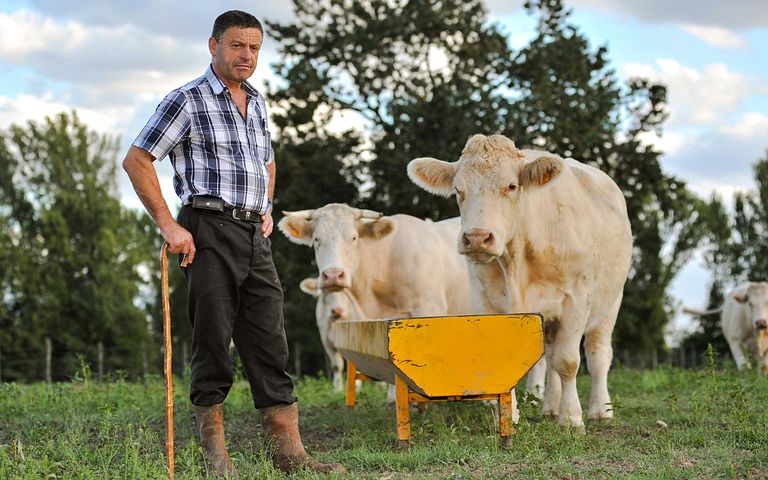 cows grazing banner