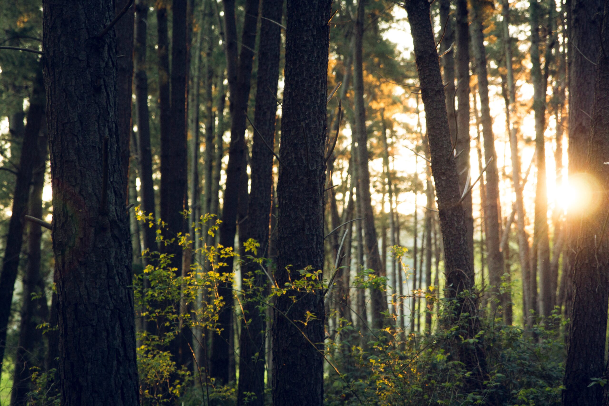 Sunlit trees banner