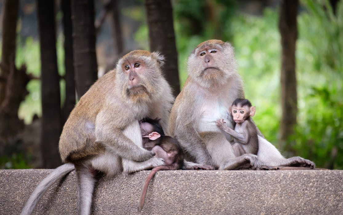 Monkeys banner