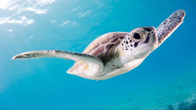 Turtle banner
